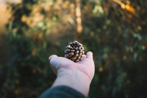 In-Depth Look at Pinecone Research: Essential Insights